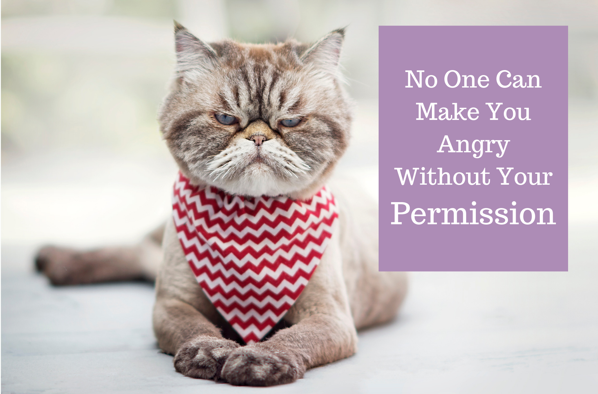 no one can make you angry NEWSLETTER